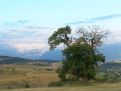 Tree and the landscape