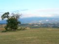 Tree and the landscape