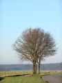 Tree by the road