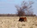 Grazing highlander cow