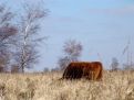 Head down highlander cow