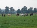 Horses in the pasture