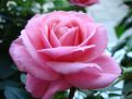 Pink rose