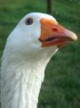 Portrait of a goose