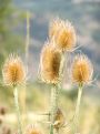 Thorny flowers