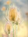 Thistle blur