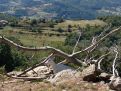 Goat and landscape