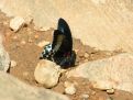 Sri Lankan butterfly