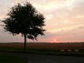 1 tree sunset
