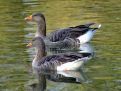 A pair of greylag geese.