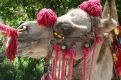 Deco camel