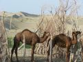 Parked camels