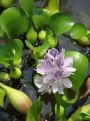 Waterplants