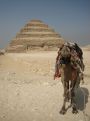 Camel at the piramid