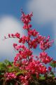 Just flowers and leaves .. oh and blue sky