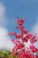 flowers, leaves and insect