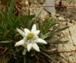 Edelweiss alpine