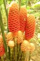 tropical orange flower