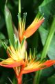 tropical orange flower