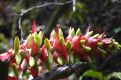 bromelia flower