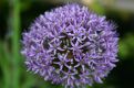 flower allium