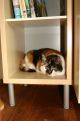 cat in cupboard