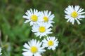 Little white daisies