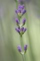 Purple budded stem