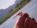 Dragonfly landing