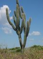 towering cactus