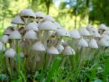 Mushroom forrest