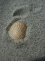 The lone shell