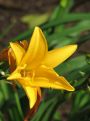 Yellow star flower