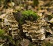 Mushroom Trunk