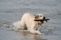 Dog having fun in the sea