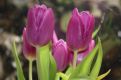 Beautiful Tulips