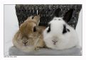 Bunnies in a box