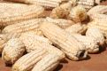 Maize, corn
